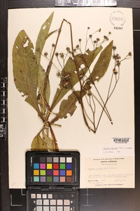 Vernonia acaulis image