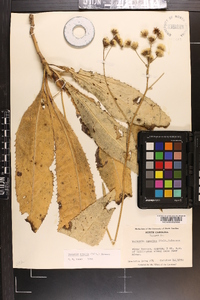 Vernonia acaulis image