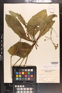 Vernonia acaulis image