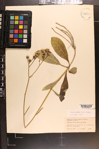 Vernonia acaulis image