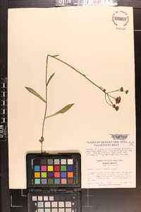 Vernonia acaulis image