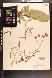 Vernonia acaulis image