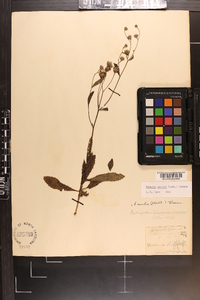 Vernonia acaulis image