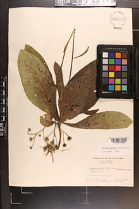 Vernonia acaulis image