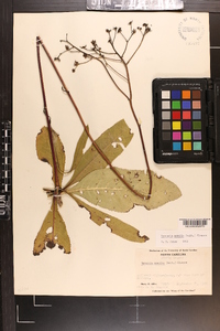 Vernonia acaulis image