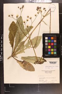 Vernonia acaulis image