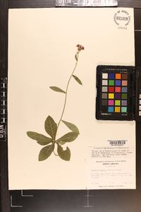 Vernonia acaulis image