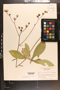 Vernonia acaulis image