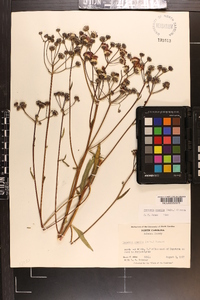 Vernonia acaulis image