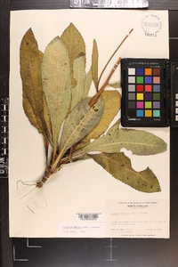 Vernonia acaulis image