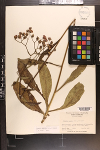 Vernonia acaulis image