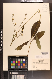 Vernonia acaulis image