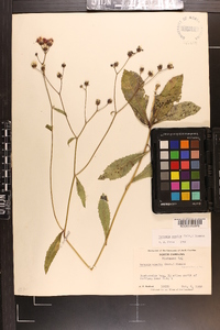 Vernonia acaulis image