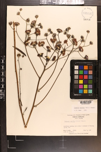 Vernonia acaulis image