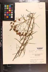 Vernonia angustifolia var. scaberrima image