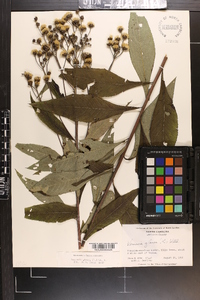 Vernonia glauca image