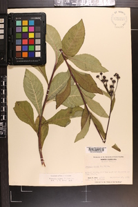 Vernonia glauca image