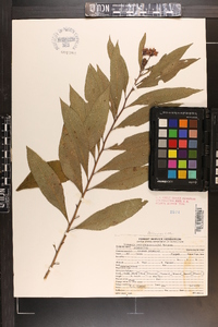 Vernonia noveboracensis image