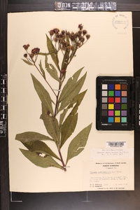 Vernonia noveboracensis image