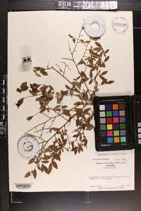 Vaccinium elliottii image