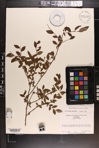 Vaccinium elliottii image