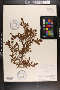 Vaccinium elliottii image