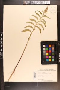 Teucrium nashii image