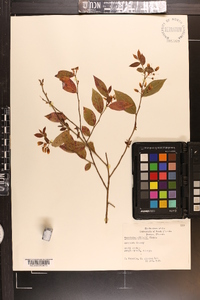 Vaccinium elliottii image