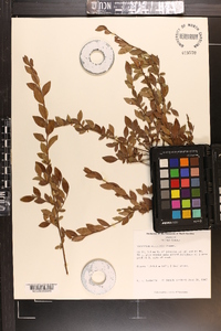 Vaccinium elliottii image