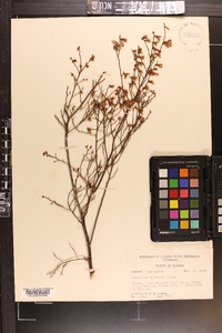 Vaccinium elliottii image