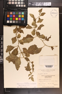 Physalis lanceolata image