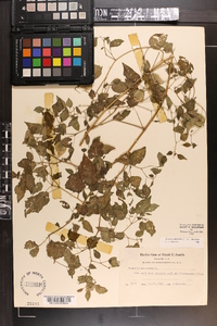 Physalis pubescens var. pubescens image