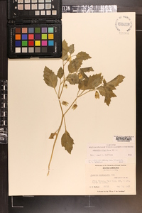 Physalis virginiana image