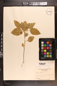 Physalis virginiana image