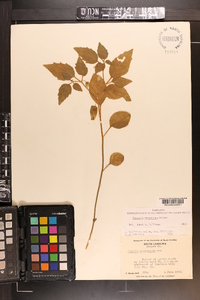 Physalis virginiana image