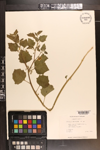 Physalis virginiana image