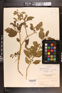 Physalis walteri image