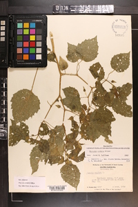 Physalis cordata image