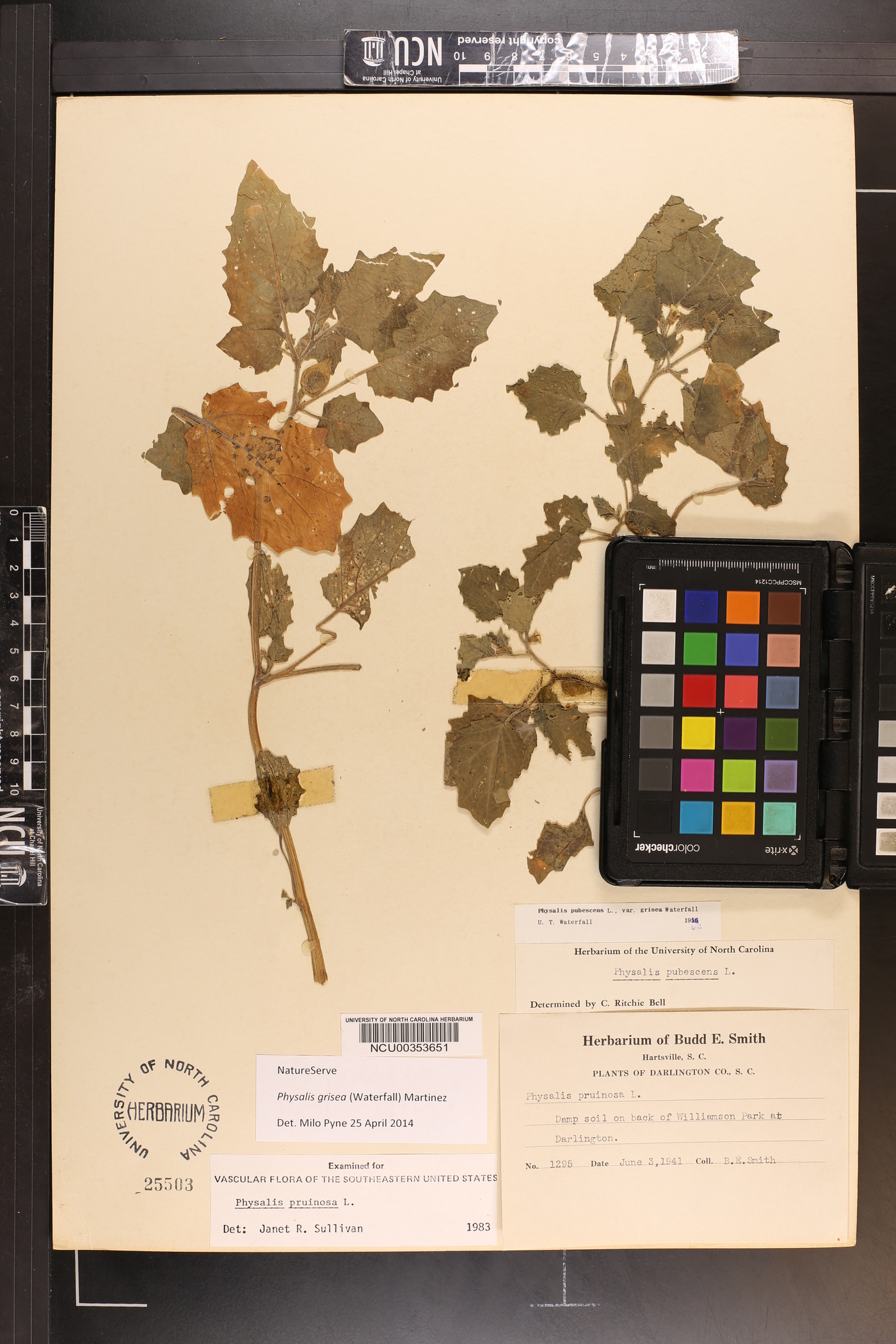 Physalis grisea image