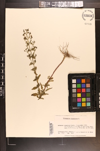 Trichostema dichotomum image