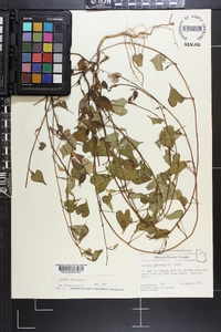 Ipomoea purpurea image