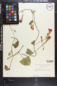 Ipomoea purpurea image