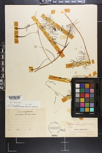 Ipomoea quamoclit image