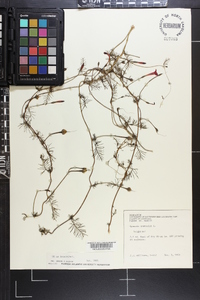 Ipomoea quamoclit image