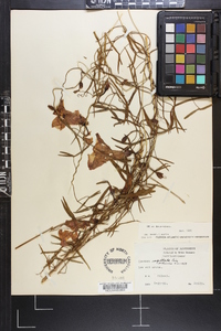 Ipomoea sagittata image