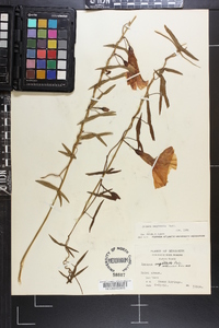 Ipomoea sagittata image