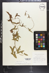 Ipomoea sagittata image