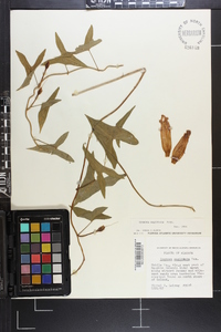 Ipomoea sagittata image