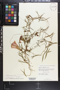 Ipomoea sagittata image