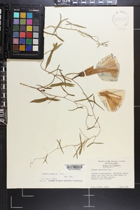 Ipomoea sagittata image